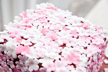 Cherry Blossom
