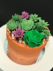 Succulent Cake